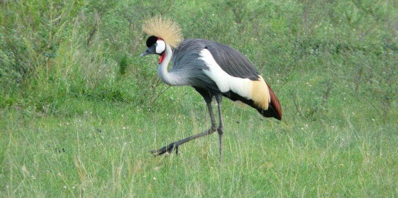 KIBALE FOREST NATIONAL PARK