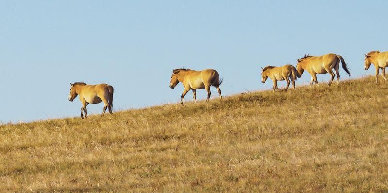 KHARKHORIN/PARCO NAZIONALE DI KHUSTAIN NUUR