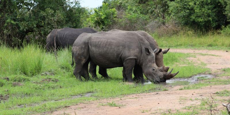 ENTEBBE/ZIWA/MURCHISON FALLS NATIONAL PARK