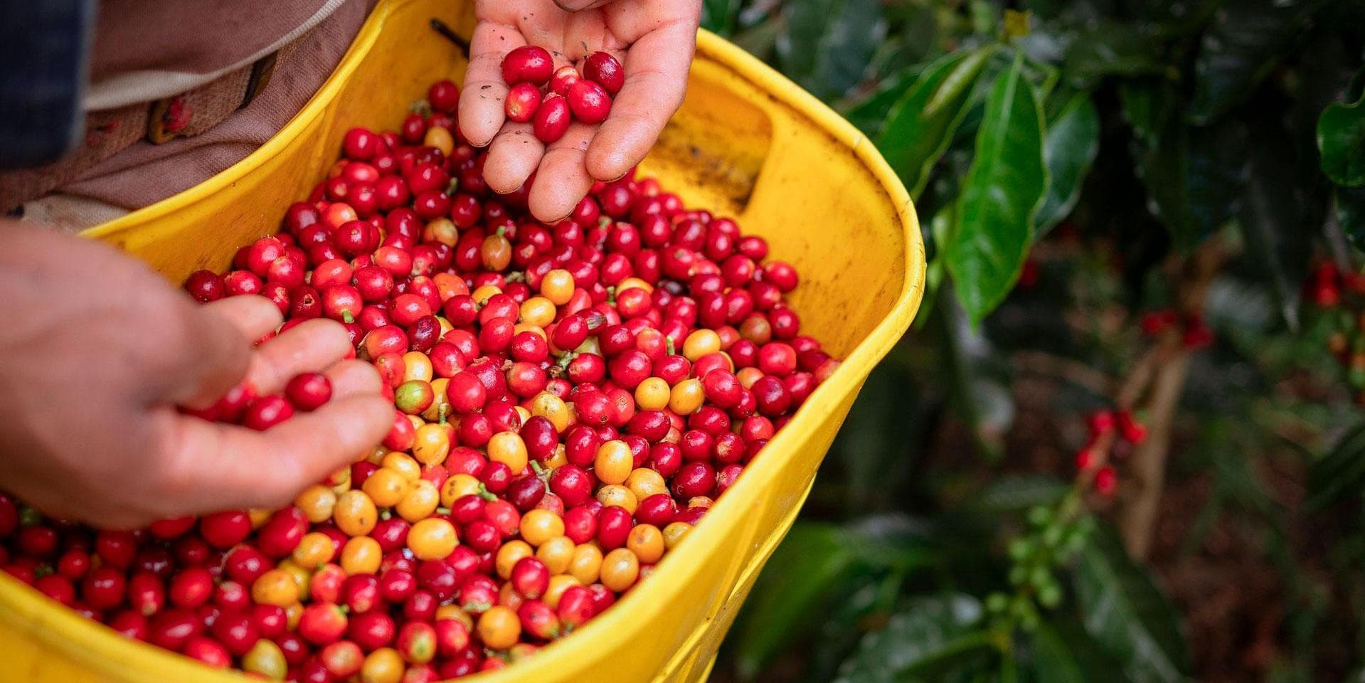 Dia 2: Tour do café 