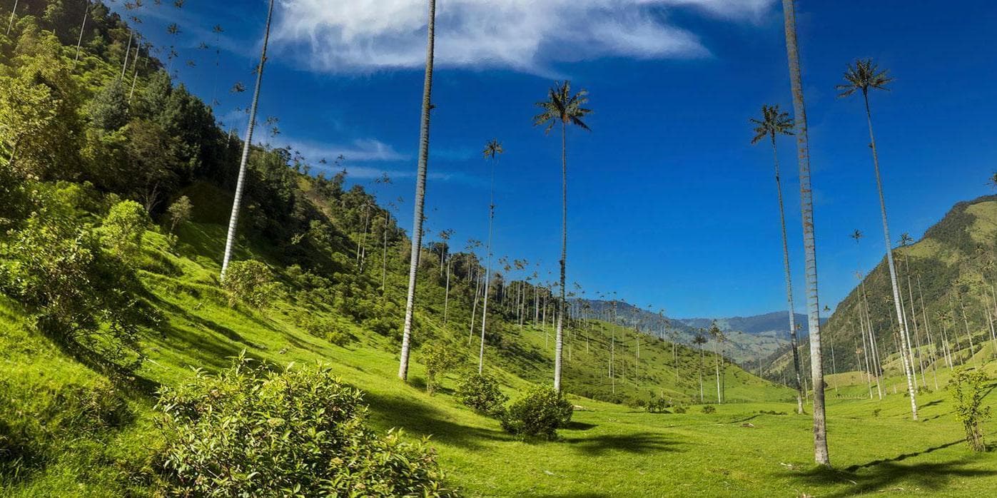 Day 5. Tour to Cocora Valley - Salento 