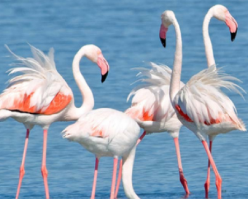 Hotel Baia di Nora - GATTINONI, 