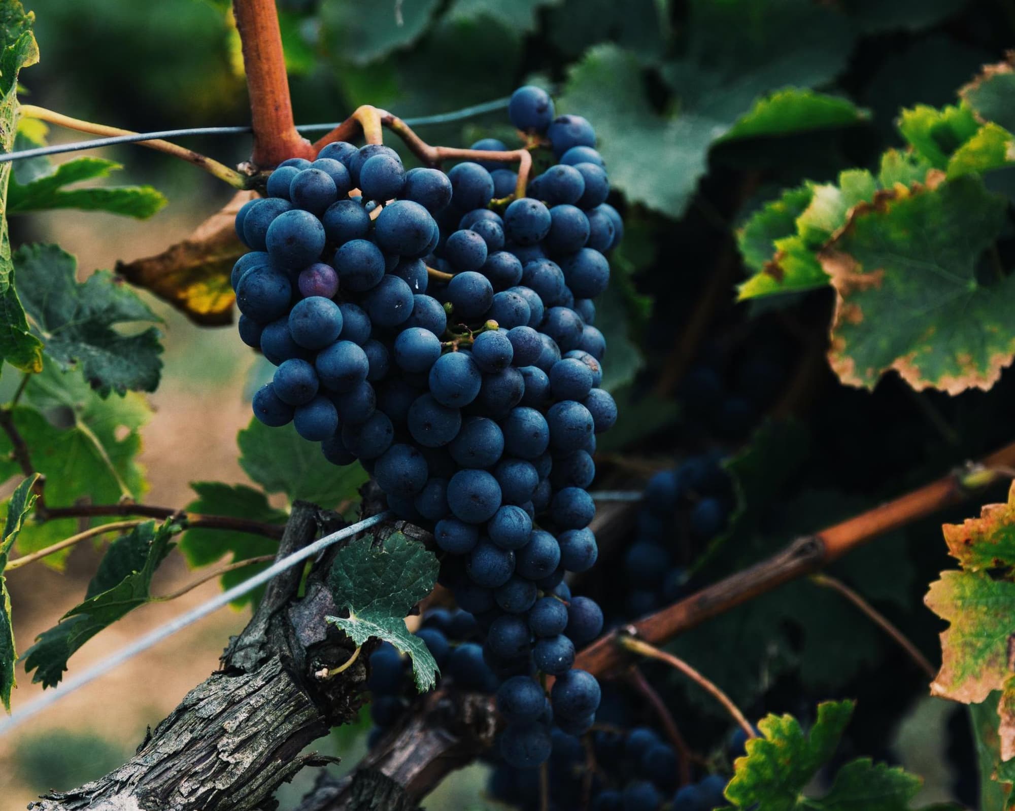 Viñedos y playa en breve