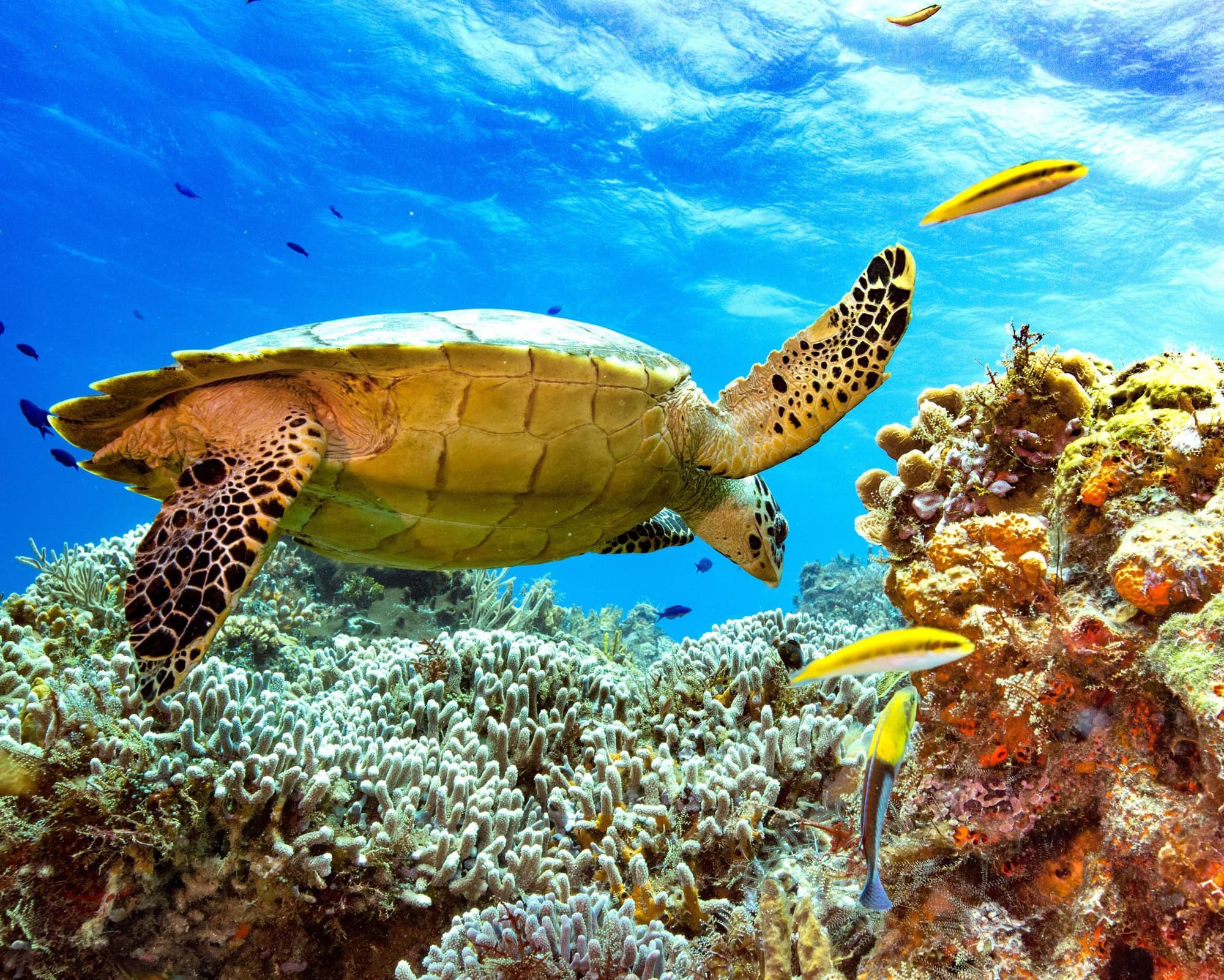 CARIBE - INDEPENDENCE OF THE SEAS