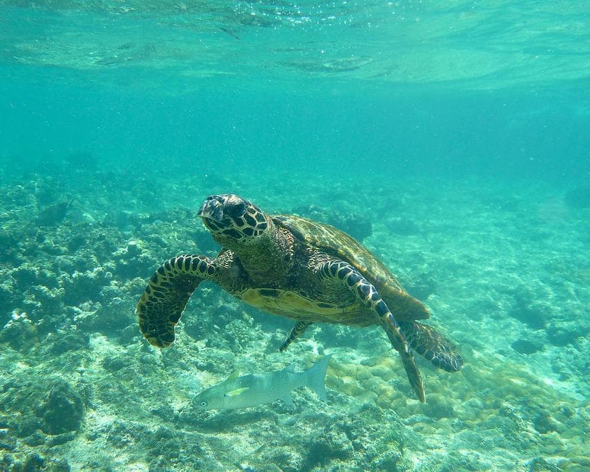 Felicité Island, Сейшели