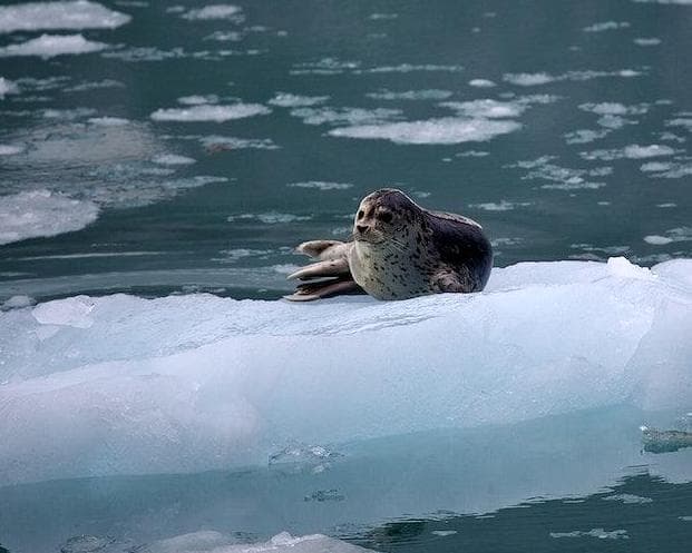 Endicott Arm AK, Estados Unidos de América