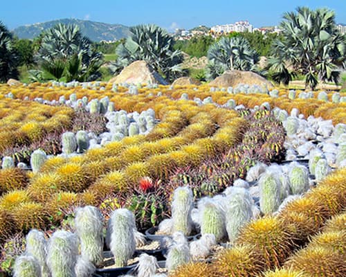 Baja California de Norte a Sur con Vuelo