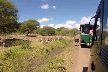 Día completo en Casela World of Adventures (solo transporte)