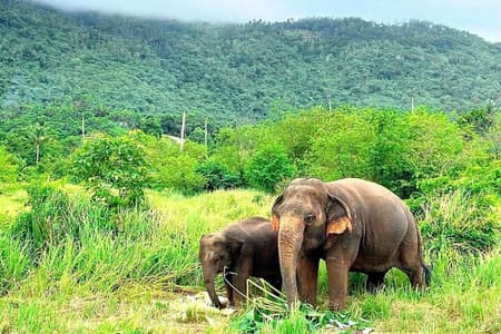 Elephant Nature Care, the largest elephant sanctuary on Koh Samui