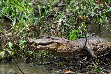 Tocht naar de kanalen in het Tortuguero Nationaal Park met kano