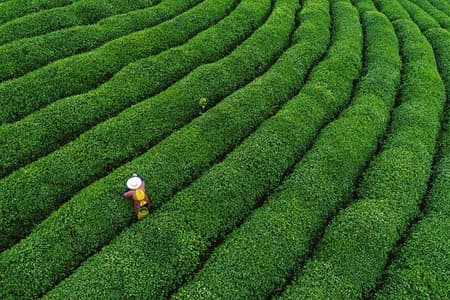 Excursión privada de un día a Hangzhou Dragon Well Tea Culture y West Lake