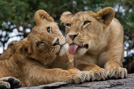 Parco Nazionale di Nairobi, Orfanotrofio degli Elefanti e Giraffe Centre