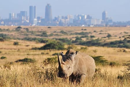 Shared Nairobi National Park Safari Tour