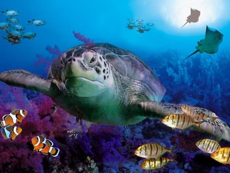 Sea Life Benalmádena -  Entrée