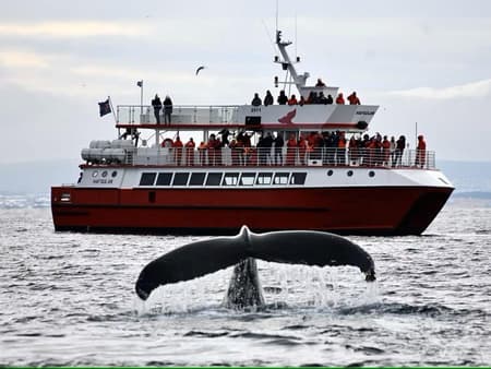 Whale Watching Tour
