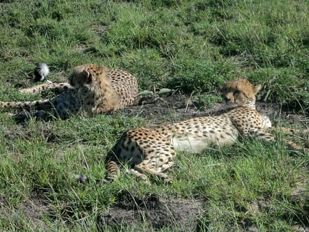 Nairobi National Park Tour and Baby Elephants
