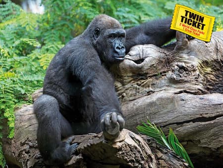 Twin Ticket: Loro Park + Siam Park - with Transfer to Loro Park