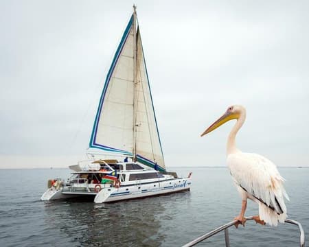 Catamaran Charters Dolphins