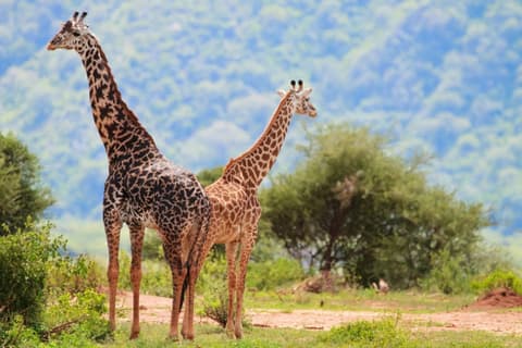 Safari en Kifaru - Serena Lodges 