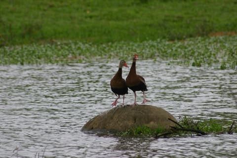 Jungle & Culinary Experience