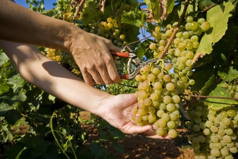 Green Escapes of Istria and Slovenia 8 Days, Self-Drive