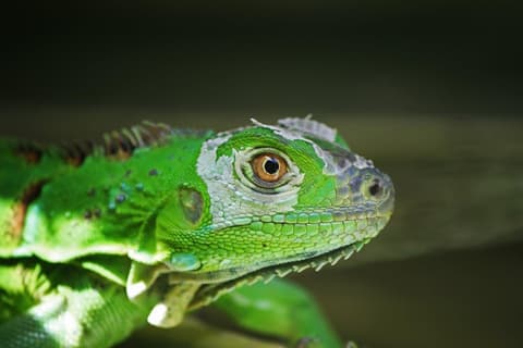 Pura Vida Experience