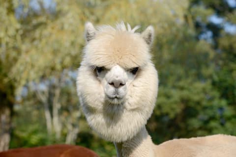 Magia Inca, Tour Privado