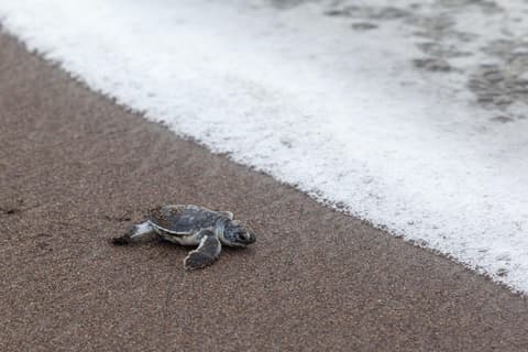 Pura Vida Experience