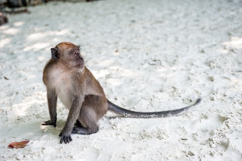 Island Escape, 12 Days (Option 1)