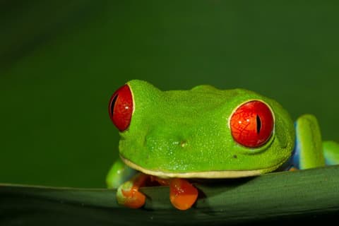 Magic Costa Rica 9 Days, Self-drive