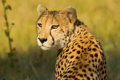 Safari en Kifaru - Serena Lodges 
