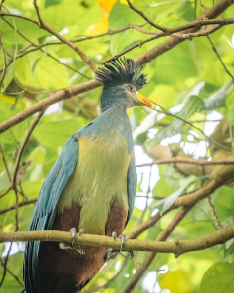 Panorama of Uganda Safari and Community Experience in Buhoma
