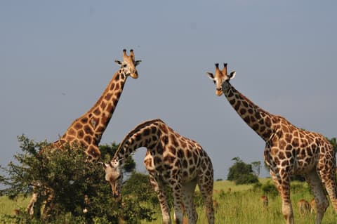Thousand Hills Safari and Extension at Akagera National Park
