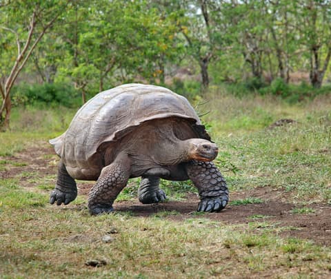 Guayaquil, Santa Cruz and San Cristobal Combined 8 days (Galapagos)