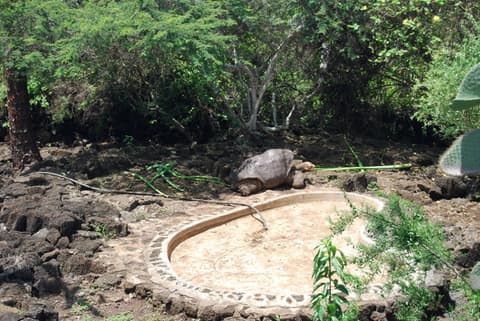Descubrimiento del Ecuador + Extension Inter Islas Galapagos - Santa Cruz