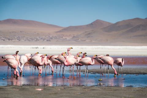 Real Bolivia & Argentina