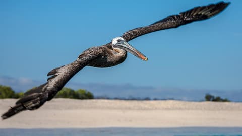 Galápagos — North, Central, & South Islands aboard the Eden