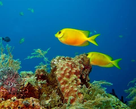 Buceo y Aventura en Bali y Menjangan