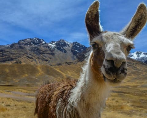EXPLORE PERU' Civiltà Andine