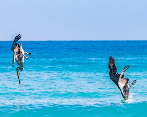 Baja California de Norte a Sur con Vuelo
