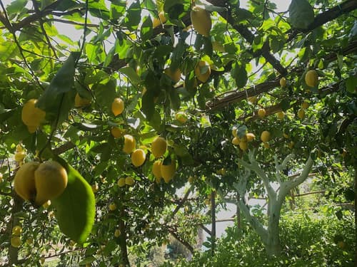 Hotel La Pergola, Garden