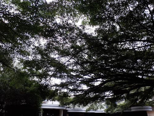 Bermuda Garden Hotel, Food court