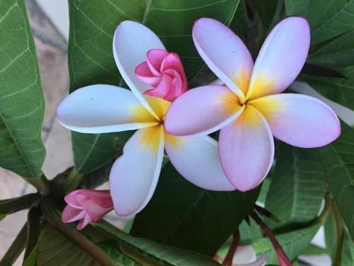 Paperbark Manor, Garden