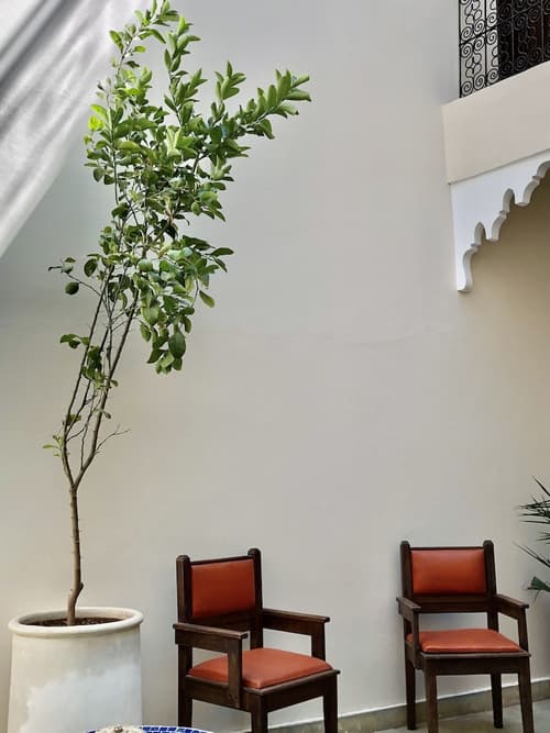 Riad Imndi, Primary image