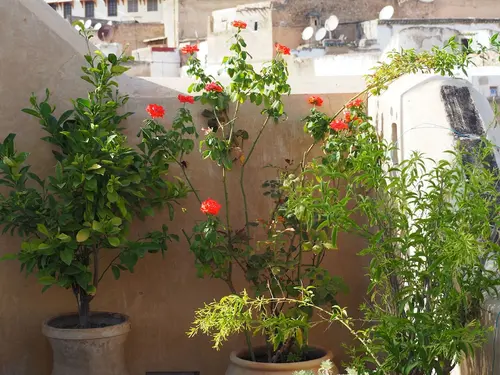 Dar Attajalli, Terrace/patio