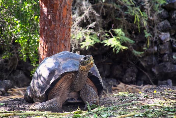 Complete Santa Cruz 5 days