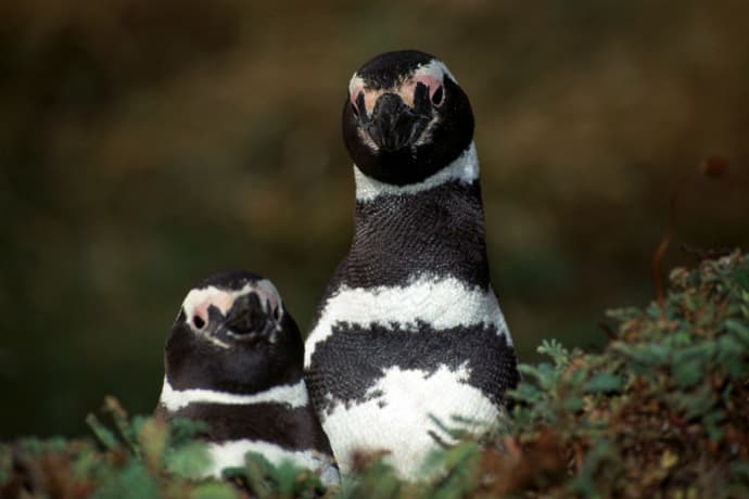 Argentinien & Chile - Gletscher & Seen