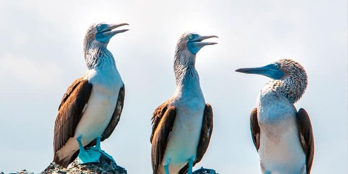 Galápagos – West and Central Islands aboard the Reina Silvia Voyager (Cruise Only)