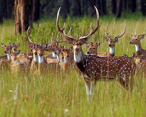 Triángulo de Oro y Tigres 08 Noches / 9 Días