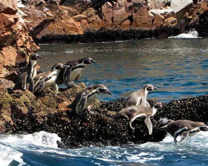 Paracas and Nazca with overflight from Nazca 02 Days / 01 Night